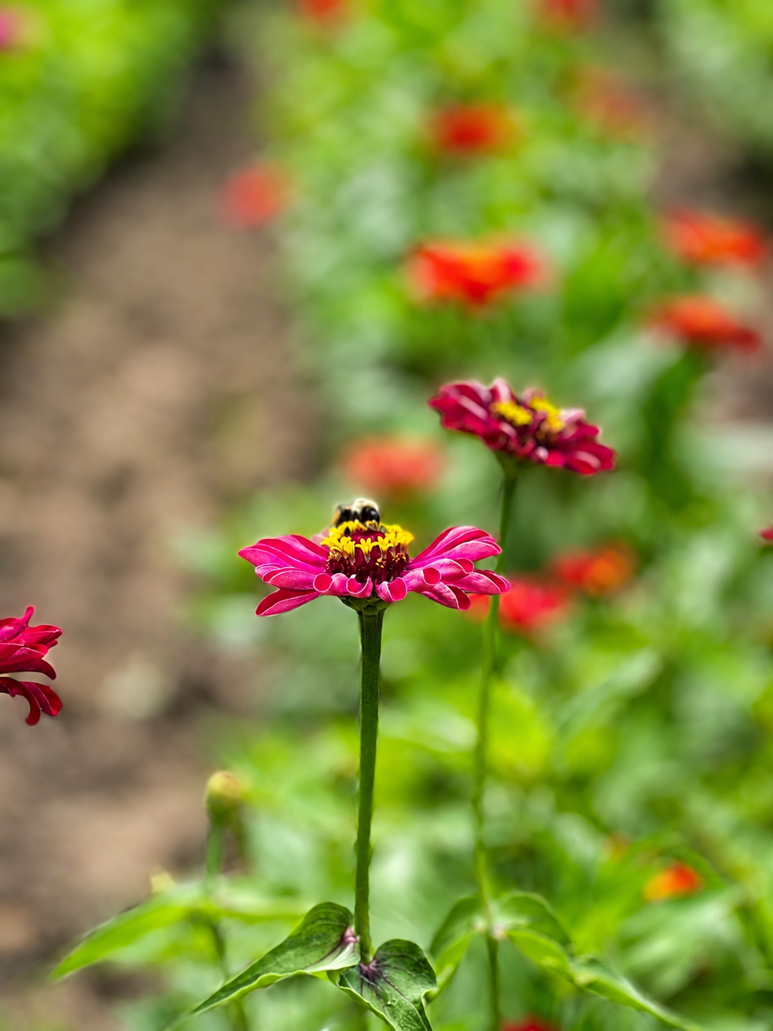 Bee resting on a pink zinnia