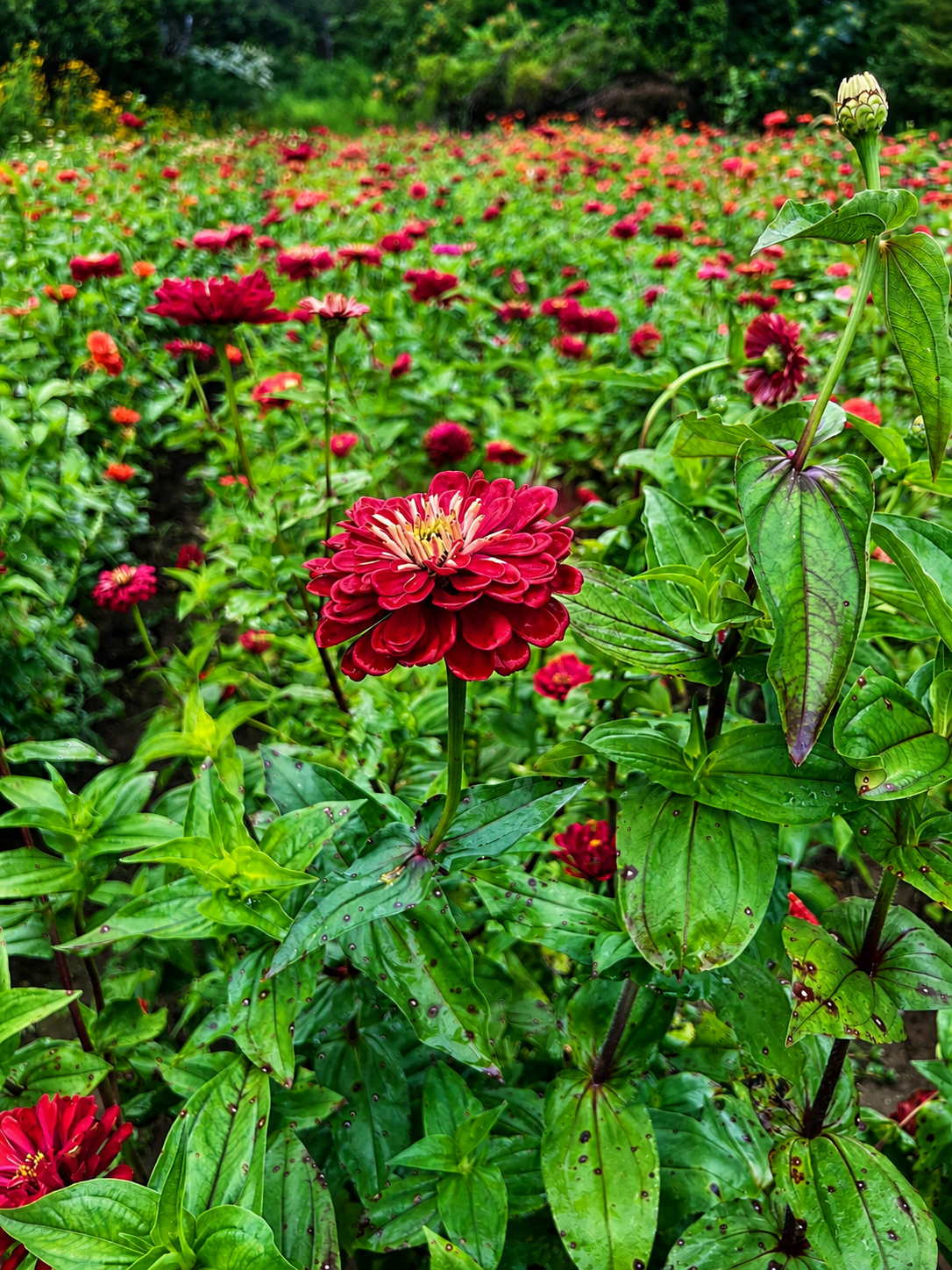 Close-up red zinnia in a flower field