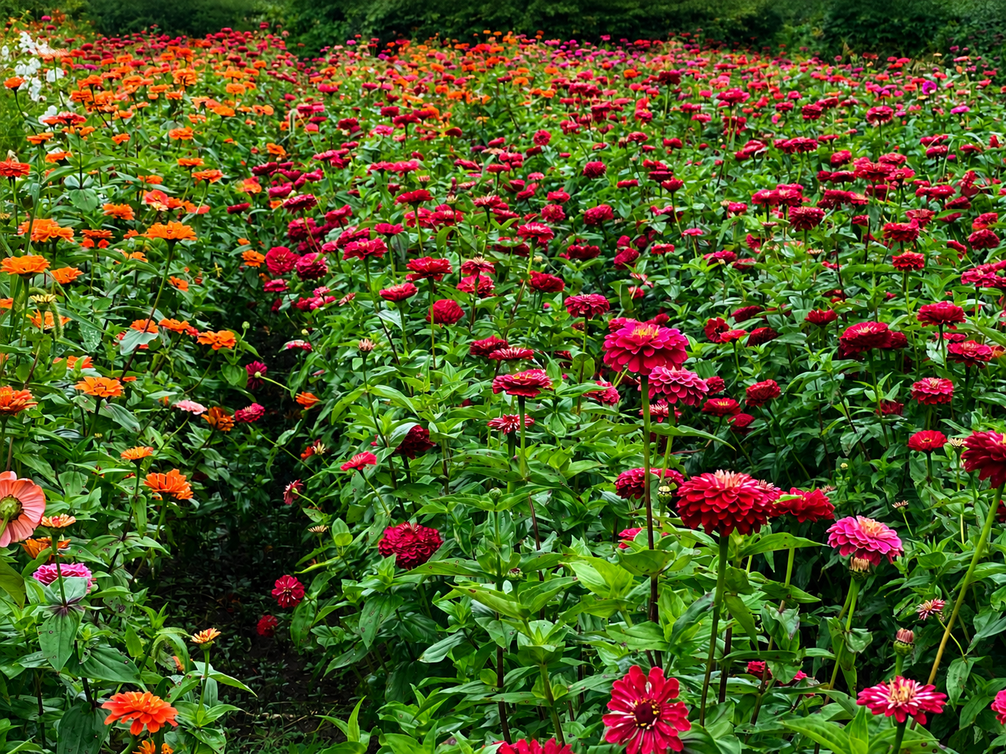 Wide field of zinnias in bloom